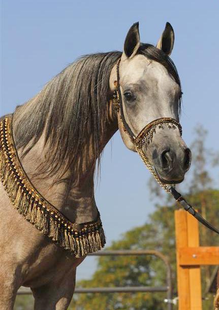 ISIS BATEENAH, 2011 grey mare by *Mishaal HP x. Thee Kajaree by The Minstril
