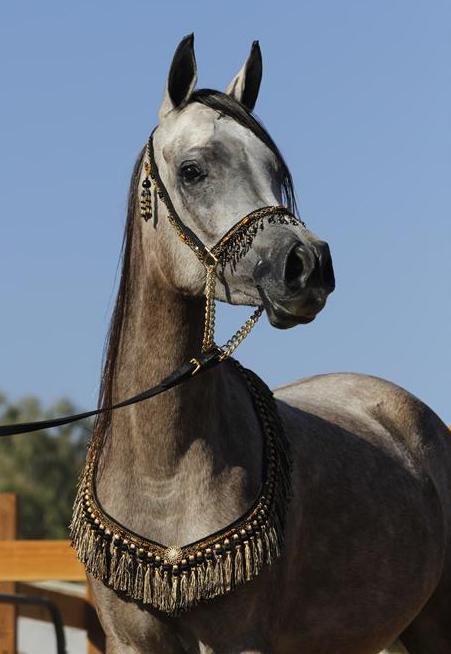ISIS BATEENAH, 2011 grey mare by *Mishaal HP x. Thee Kajaree by The Minstril