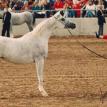 BINT BINT MAGIDAA scottsdale grey. M, 1987 by SHAIKH AL BADI ex BINT MAGIDAA