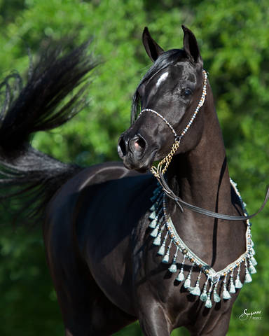 ISIS ARIANA, 2010 black, by Bellagio RCA x. Demis Amira by Thee Desperado